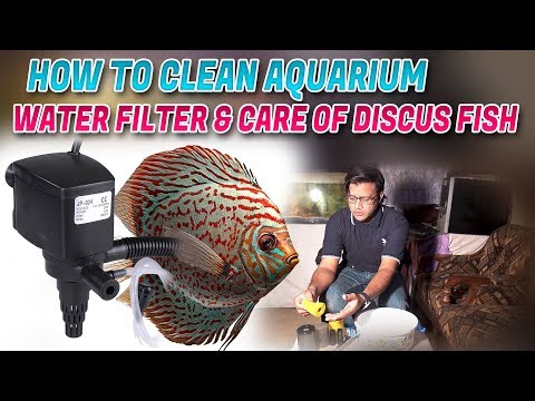 How To Clean Aquarium Water Filter & Care of discus Fish (Jamshed Asmi Informative Channel)