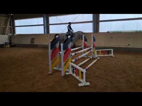 5 jähriger Wallach von Special Effect x Balou du Rouet