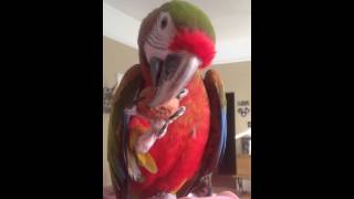 Embers macaw flying with a walnut in her beak