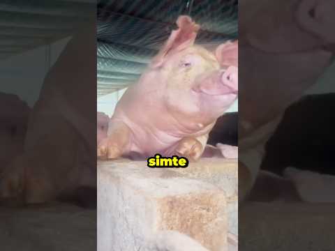 PORCUL SIMTE DEJA TOTUL