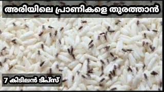 അരിയിൽ ഒറ്റ പ്രാണികൾ വരില്ല ഉള്ള പ്രാണികൾ വരെ ഇറങ്ങി ഓടും ||How to get rid of Rice Bugs Naturally