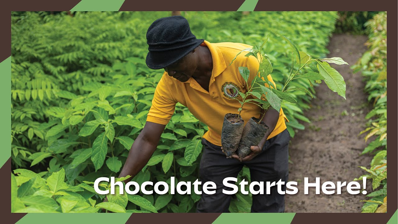 Keeping Chocolate Alive! Meet the Farmers From Bosuso Sustaining Cocoa Production