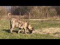 Dogo Canario welpen kaufen