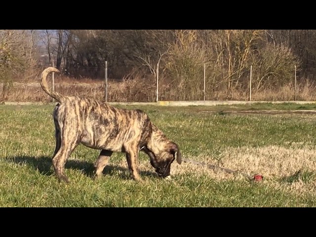 Perro de Presa Canario cachorro en venta