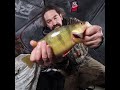 Video Thumbnail for Fishing Yellow Rockets.... #Shorts