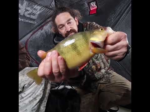 Fishing Yellow Rockets.... #Shorts