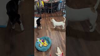 Video preview image #1 Shih Tzu-Unknown Mix Puppy For Sale in Rootstown, OH, USA