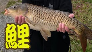 鯉釣りだーーー！！