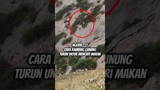 Download lagu SCARY!!! HOW MOUNTAIN GOATS COME DOWN CLIFFS TO FIND FOOD #shorts mp3