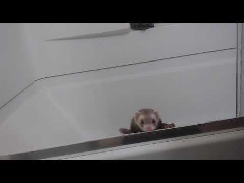 Scar! Brother! Help me!