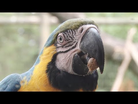 ONG se dedica a cuidar de animais silvestres