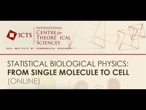 How does Mitotic Spindle Assemble in Prometaphase? by Alex Mogilner