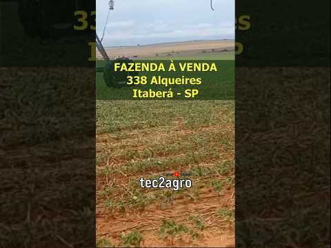🌱 338 ALQUEIRES ITABERÁ - SP [🌱DUPLA APTIDÃO] #fazenda #tec2agro #agro