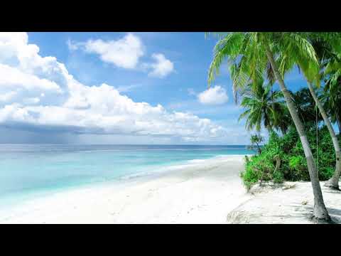 white sand beach and palm tree in uk