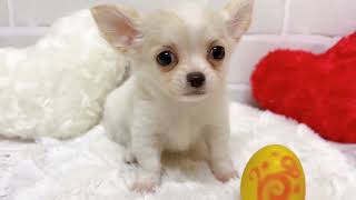 チワワ（ロング）の動画01