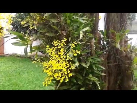 Orquídea Chuva de Ouro