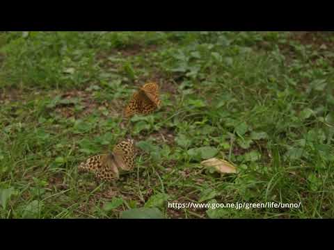 ミドリヒョウモンの求愛飛翔