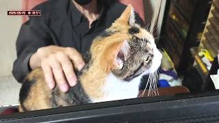 三毛猫フミちゃん  LIVE配信   2026年8月20日　calico cat　(LIVE stream)
