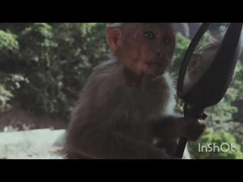 { progressive House } Sappheiros -you