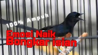 Download lagu 100% Ampuh‼️Pancingan murai batu agar cepat emosi bongkar isian - murai batu gacor isian mewah mp3 Download lagu 100% Ampuh‼️Pancingan murai batu agar cepat emosi bongkar isian - murai batu gacor isian mewah mp3