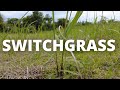 How I Get Switchgrass Established