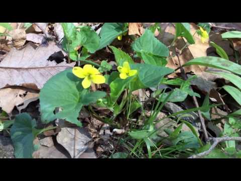 download lagu mp3 mp4 Yellow Woodland Violet, download lagu Yellow Woodland Violet gratis, unduh video klip Yellow Woodland Violet