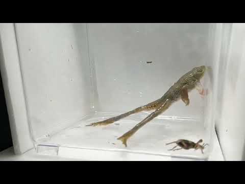 Bullfrog Eats a Bombardier Beetle, Then Gets Its Mouth 'Bombed'