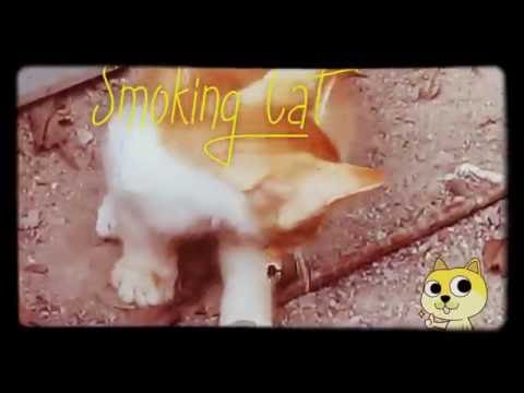 Smoking Cat | Cute little kitten