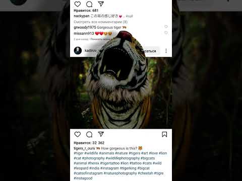 amazing 3d tiger. 3dsmax. After effects. Render. Vray.