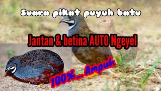 Download lagu Suara pikat burung puyuh batu antan dan betina auto ngeyel #pikat #burung mp3