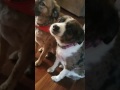 Guilty Dog Puts Herself In Timeout