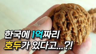 호두 한 쌍 = 최대 1억..?! 50년 농부 인생 종착지로 OO호두를 키우는 이유
