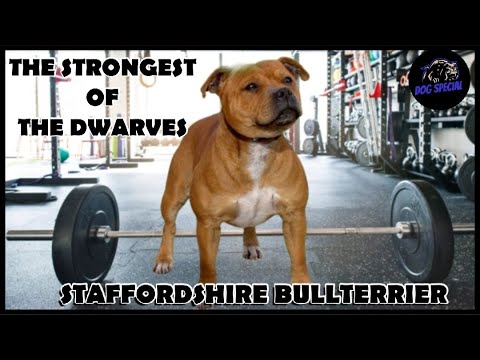Staffordshire Bull Terrier – The strongest of the little ones