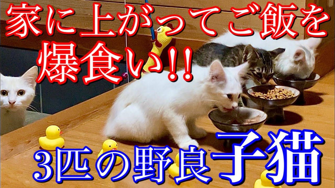 子育てをよくやってる野良の母猫とガムシャラによく食べる野良の子猫たち