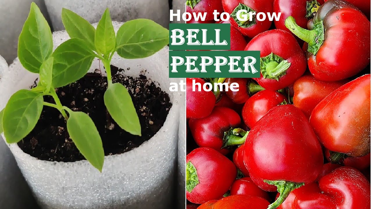 Bell PEPPERS Growing  (from Planting to Harvesting) - 2022