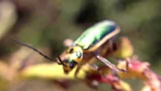 preview picture of video 'Green leaf beetles (Trirhabda flavolimbata) at the Carpinteria salt marsh'