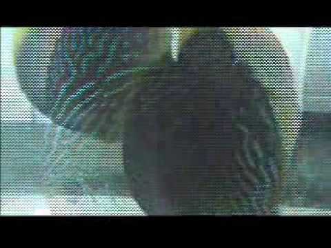 2006 discus fish breeding part 1