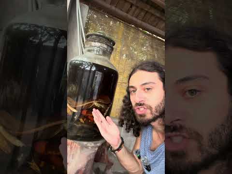 მკვდარი ცხოველების ჭაჭა 😩