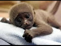 Baby animals - Brahms Lullaby (Celine Dion)