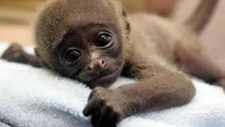Baby animals - Brahms Lullaby (Celine Dion)