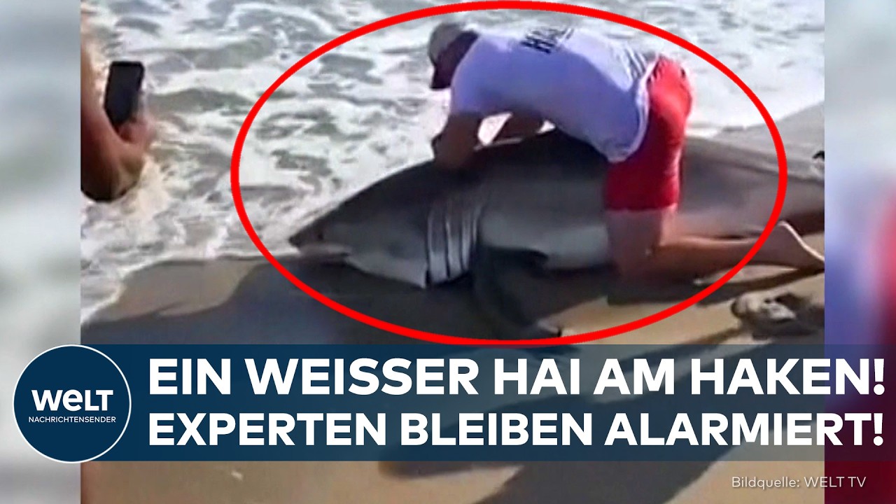 MASSACHUSETTS: Angler zieht drei Meter langen Weißen Hai aus dem Wasser! Experten warnen vor Folgen!