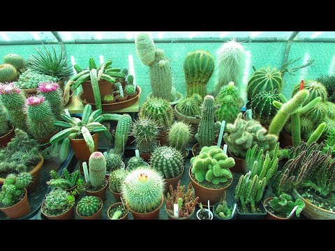 Top 5 Cactus Plants to Grow #cactus #cactusplants #cacti
