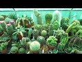 Top 5 Cactus Plants To Grow Cactus Cactusplants Cacti