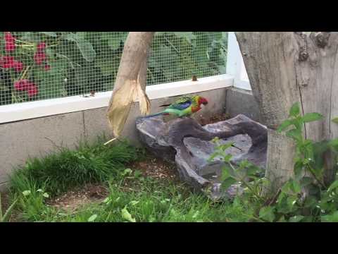 Aviary Cam: Rosella Nesting Boxes at Sundown (uninterrupted 25 min)