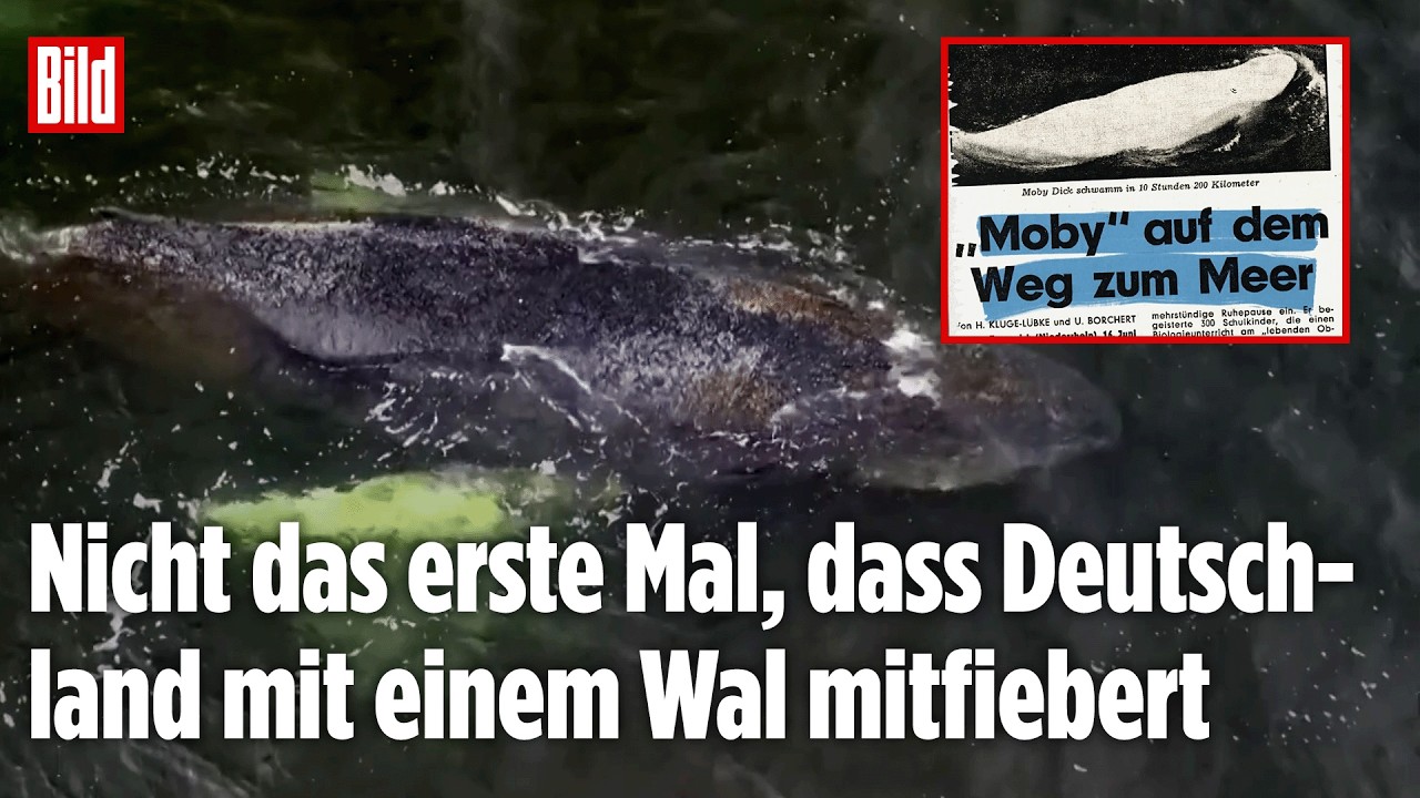 Historischer Rückblick: Ostsee-Wal erinnert an Rhein-Sensation 1966