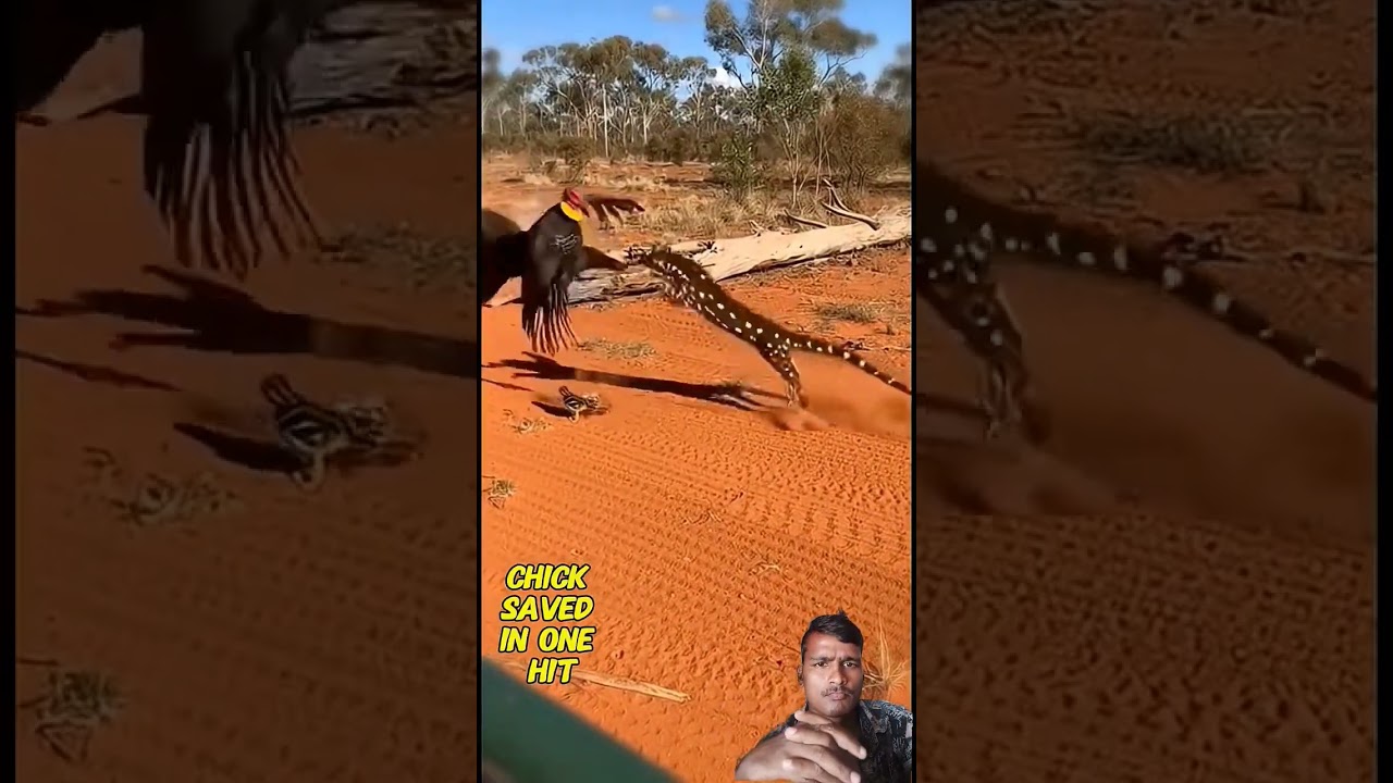 kabirul Khan WhatsApp status #nxt1up #animals #nxt1up #comedymusic #wildlife #blackpanther