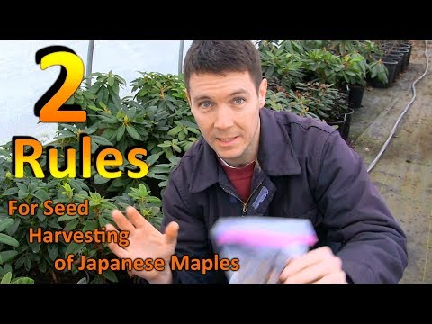 download lagu mp3 mp4 When To Harvest Japanese Maple Seeds, download lagu When To Harvest Japanese Maple Seeds gratis, unduh video klip When To Harvest Japanese Maple Seeds
