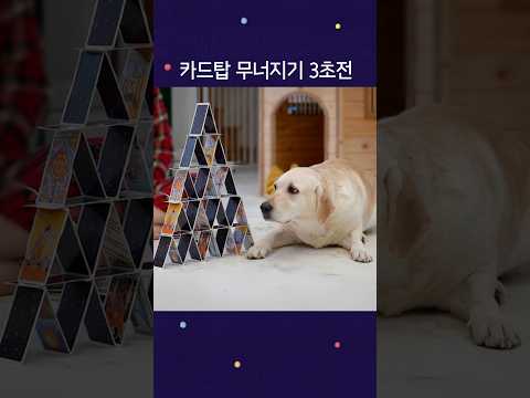 탐스러운 카드탑을 본 강아지