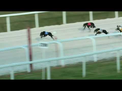 2017.10.06. 1. futam - Agár verseny