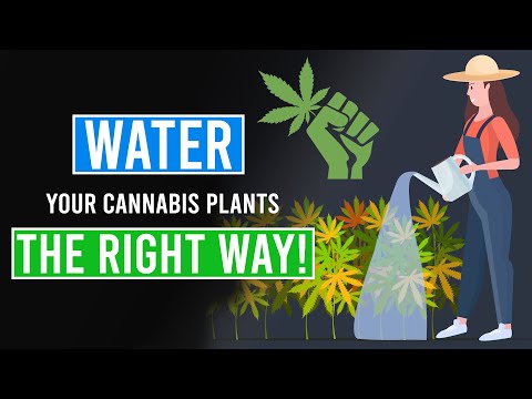 , title : 'Watering your Cannabis Plants the RIGHT WAY!'